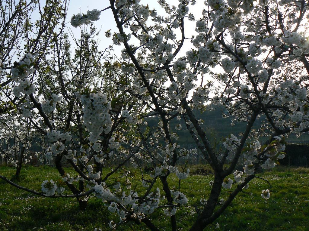B&B Il Pettirosso Negrar Esterno foto